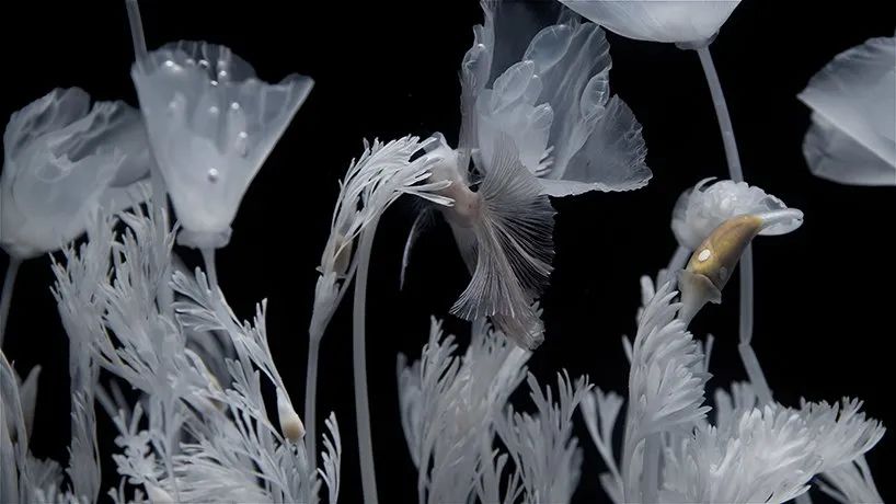 日本藝術家新作展覽活動推出的水上花園，透明的花令人難以置信